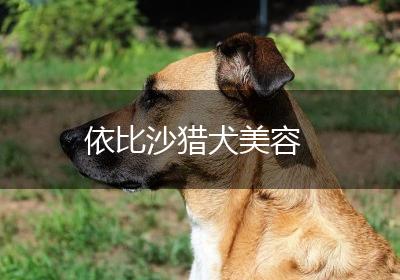 依比沙猎犬美容