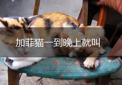 加菲猫一到晚上就叫