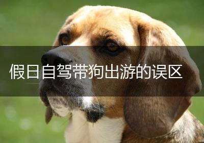 假日自驾带狗出游的误区