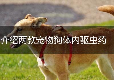 介绍两款宠物狗体内驱虫药