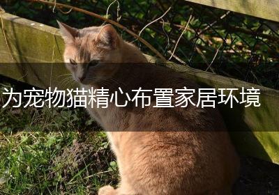 为宠物猫精心布置家居环境