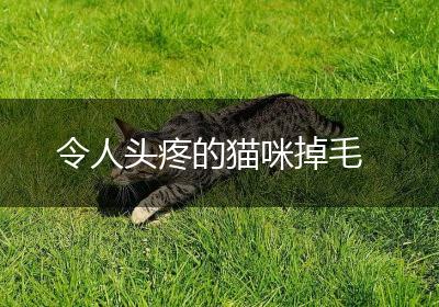 令人头疼的猫咪掉毛