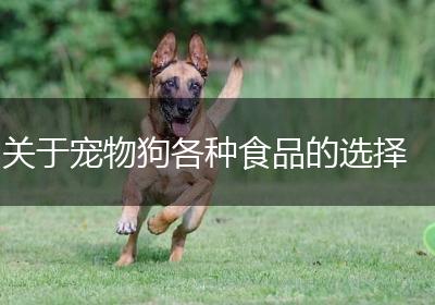 关于宠物狗各种食品的选择