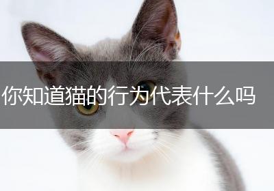 你知道猫的行为代表什么吗