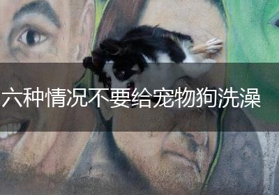六种情况不要给宠物狗洗澡