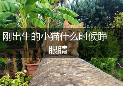 刚出生的小猫什么时候睁眼睛
