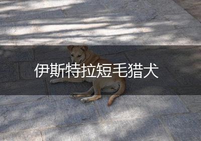 伊斯特拉短毛猎犬