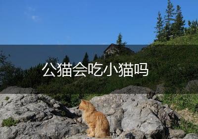 公猫会吃小猫吗