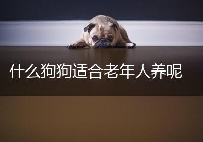 什么狗狗适合老年人养呢