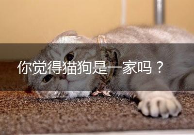 你觉得猫狗是一家吗？