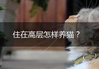 住在高层怎样养猫？