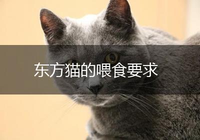 东方猫的喂食要求