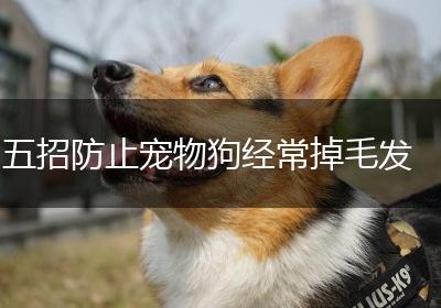 五招防止宠物狗经常掉毛发