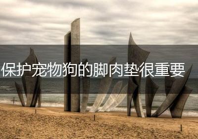 保护宠物狗的脚肉垫很重要