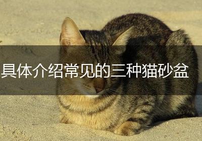 具体介绍常见的三种猫砂盆