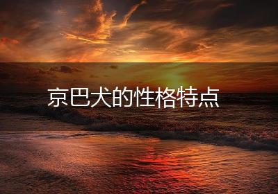 京巴犬的性格特点