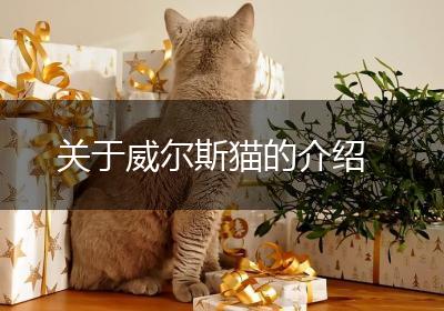 关于威尔斯猫的介绍