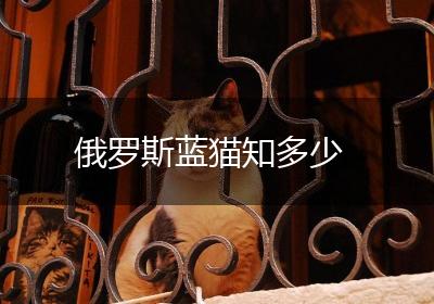 俄罗斯蓝猫知多少