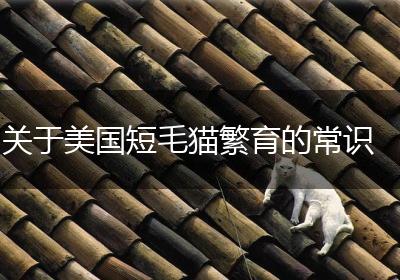 关于美国短毛猫繁育的常识