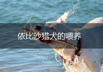 依比沙猎犬的喂养