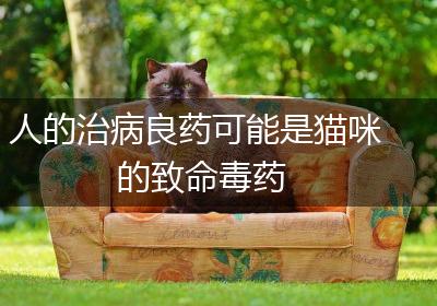 人的治病良药可能是猫咪的致命毒药