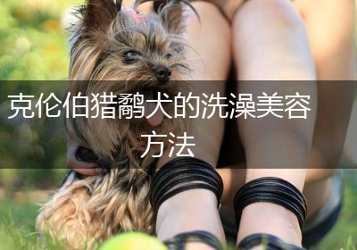 克伦伯猎鹬犬的洗澡美容方法