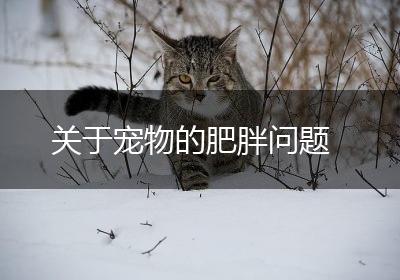 关于宠物的肥胖问题
