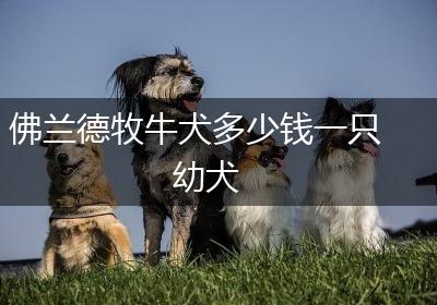 佛兰德牧牛犬多少钱一只幼犬