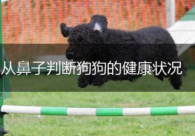 从鼻子判断狗狗的健康状况