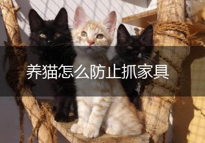 养猫怎么防止抓家具