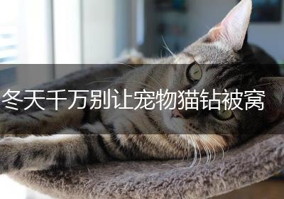 冬天千万别让宠物猫钻被窝