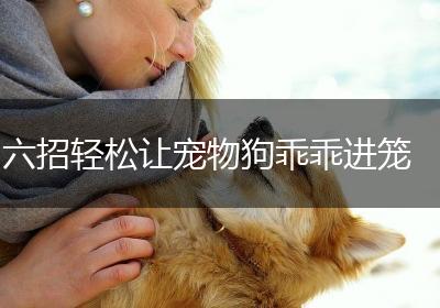 六招轻松让宠物狗乖乖进笼