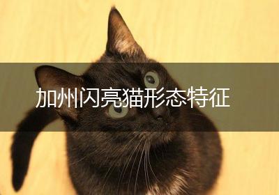 加州闪亮猫形态特征