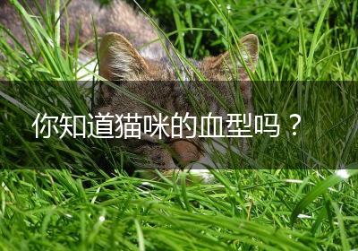 你知道猫咪的血型吗？