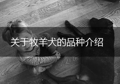 关于牧羊犬的品种介绍