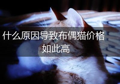 什么原因导致布偶猫价格如此高