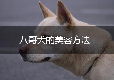 八哥犬的美容方法