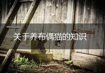 关于养布偶猫的知识