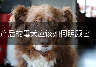 产后的母犬应该如何照顾它