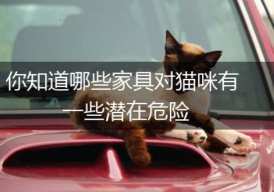 你知道哪些家具对猫咪有一些潜在危险