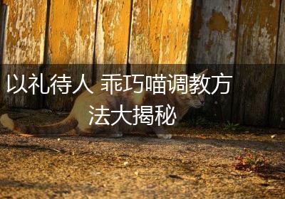以礼待人 乖巧喵调教方法大揭秘