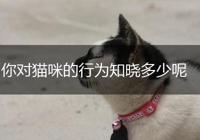你对猫咪的行为知晓多少呢