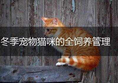 冬季宠物猫咪的全饲养管理