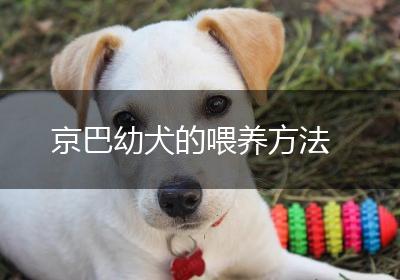 京巴幼犬的喂养方法