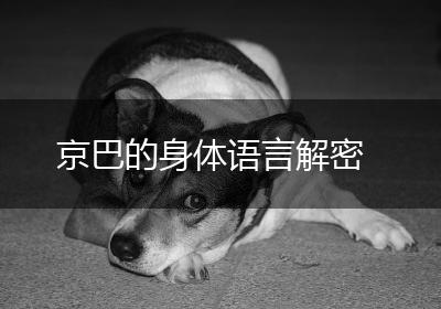 京巴的身体语言解密