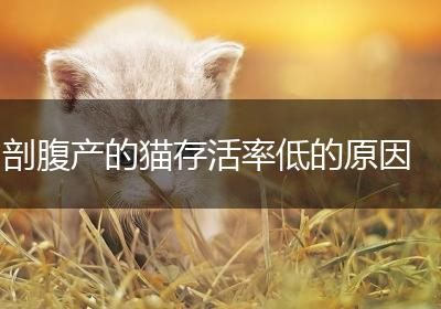 剖腹产的猫存活率低的原因