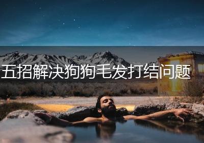 五招解决狗狗毛发打结问题