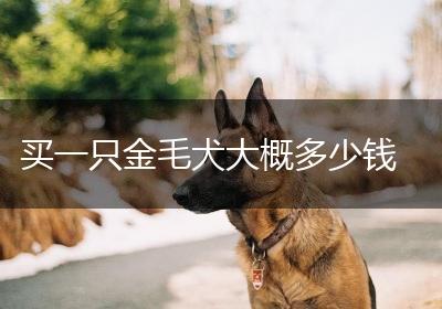 买一只金毛犬大概多少钱