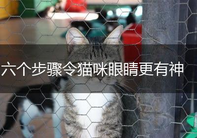 六个步骤令猫咪眼睛更有神