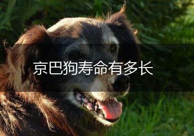 京巴狗寿命有多长